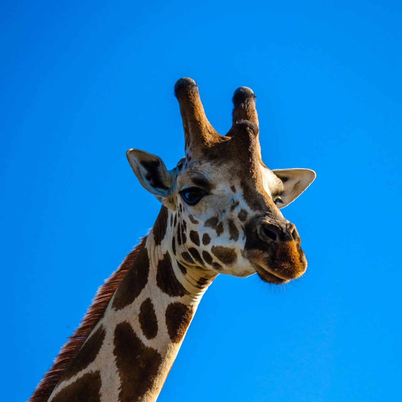 pexels kalz michael 1277172 2541407